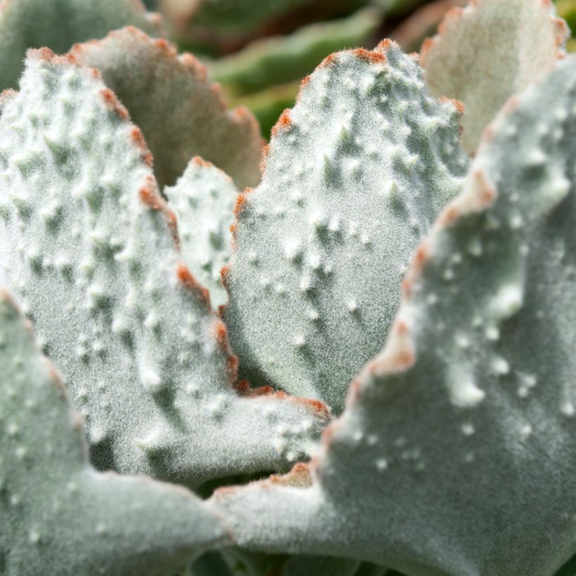 Kalanchoe beharensis Fang (Follaje)