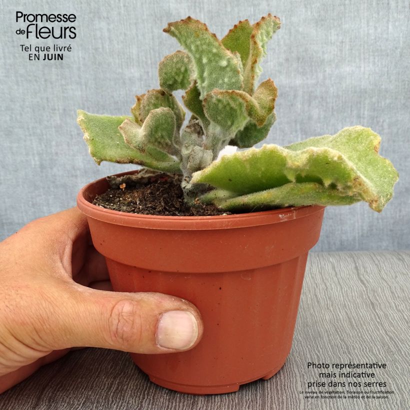 Ejemplar de Kalanchoe beharensis subnuda Maceta de 12 cm / 13 cm entregado en verano