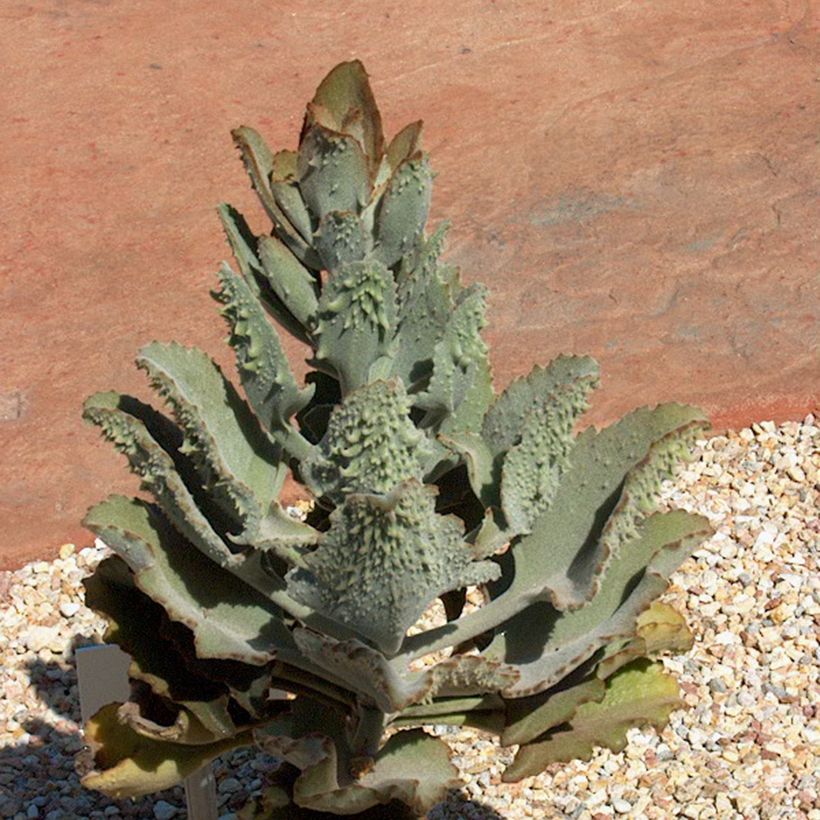 Kalanchoe beharensis Fang (Porte)
