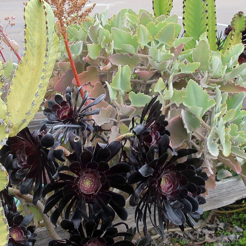 Kalanchoe beharensis Oak Leaf (Porte)