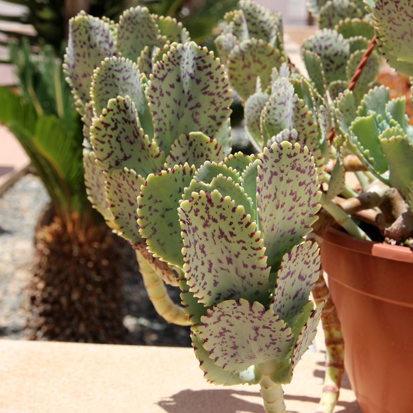 Kalanchoe marmorata (Follaje)