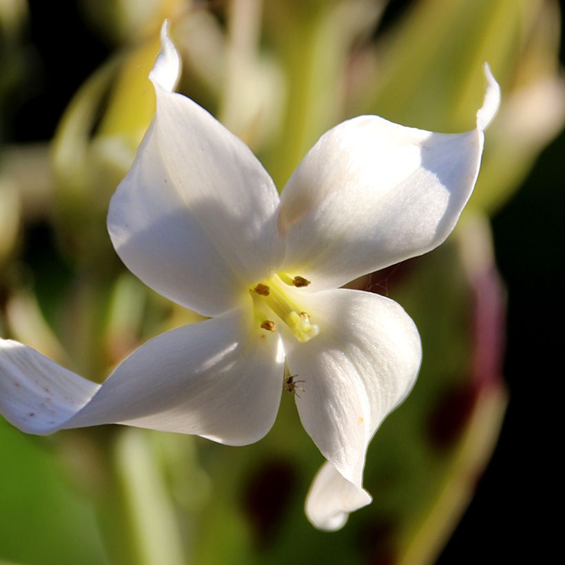 Kalanchoe marmorata (Floración)