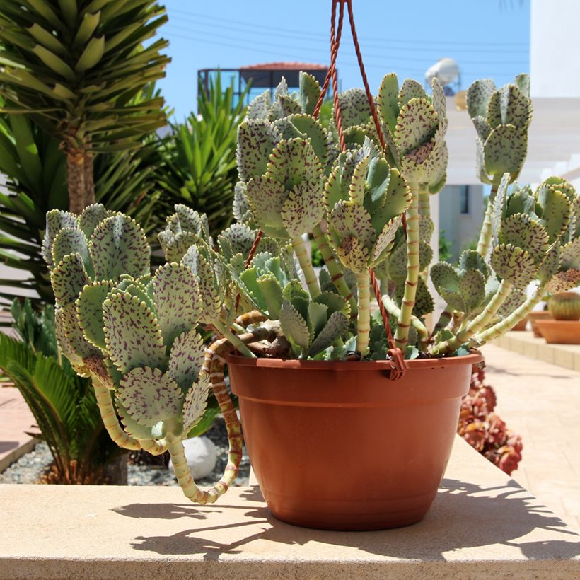 Kalanchoe marmorata (Porte)