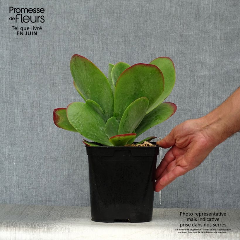 Ejemplar de Kalanchoe thyrsiflora Bronze Sculpture - Kalanchoé à fleurs en thyrse Pot de 2L/3L entregado en verano