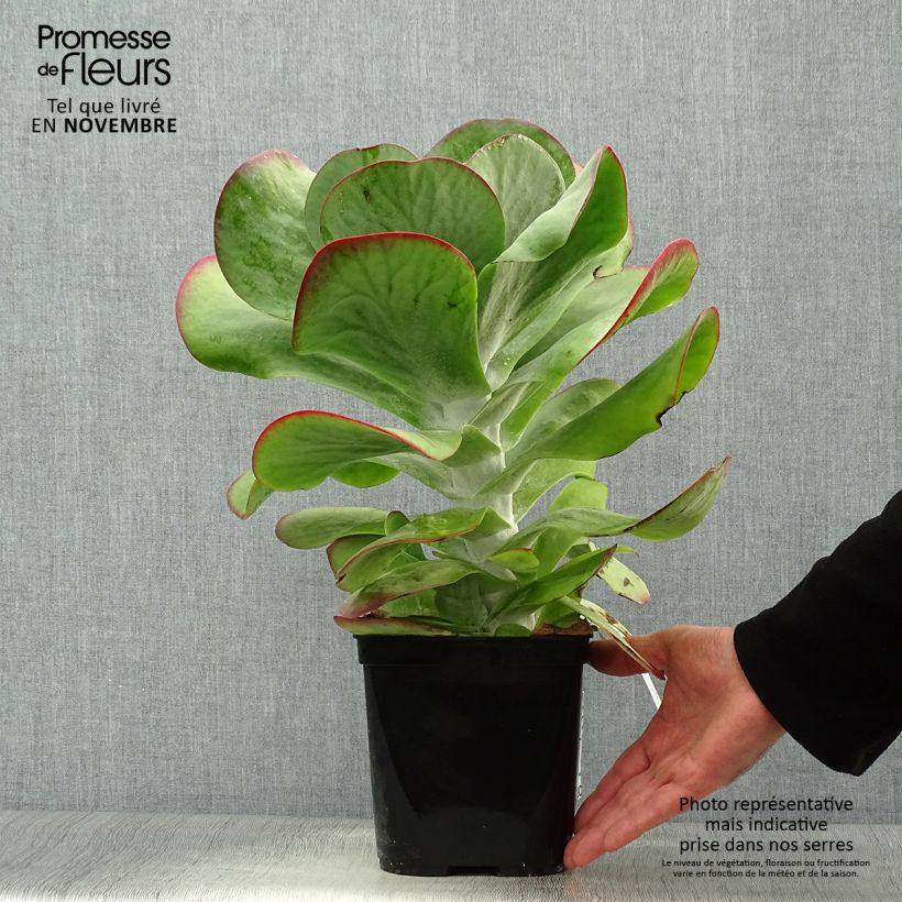 Ejemplar de Kalanchoe thyrsiflora Bronze Sculpture Maceta 2L/3L entregado en otoño