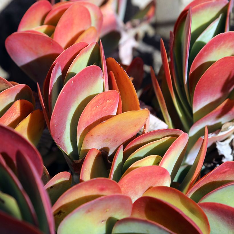 Kalanchoe thyrsiflora (Follaje)