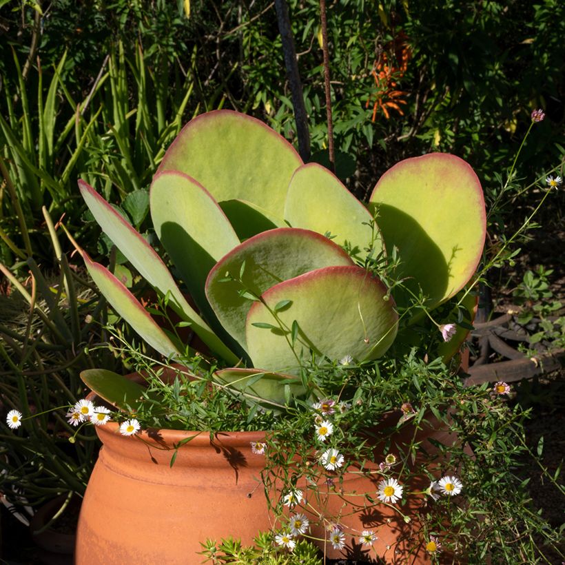 Kalanchoe thyrsiflora (Porte)