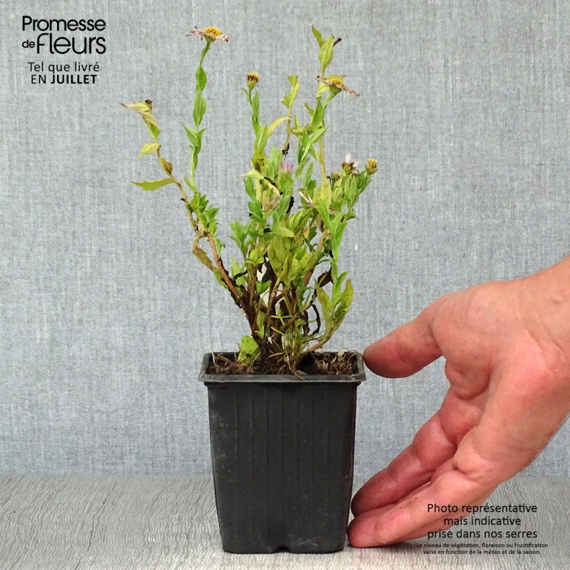 Ejemplar de Kalimeris incisa Blue Star - Aster japonés Maceta de 8/9 cm entregado en verano