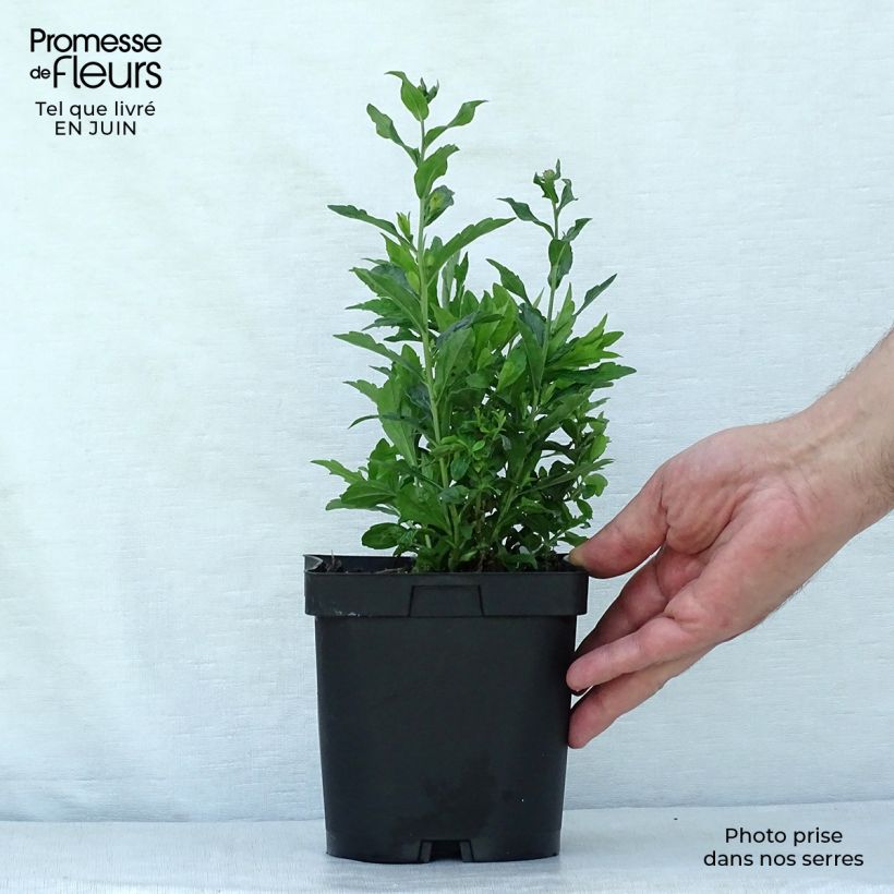 Ejemplar de Kalimeris incisa Blue Star - Aster japonés Maceta 2L/3L entregado en verano