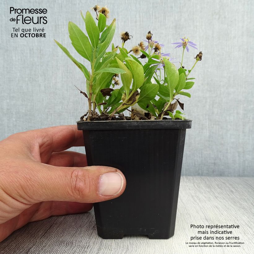 Ejemplar de Kalimeris incisa Nana Blue - Aster japonés Maceta de 8/9 cm entregado en otoño