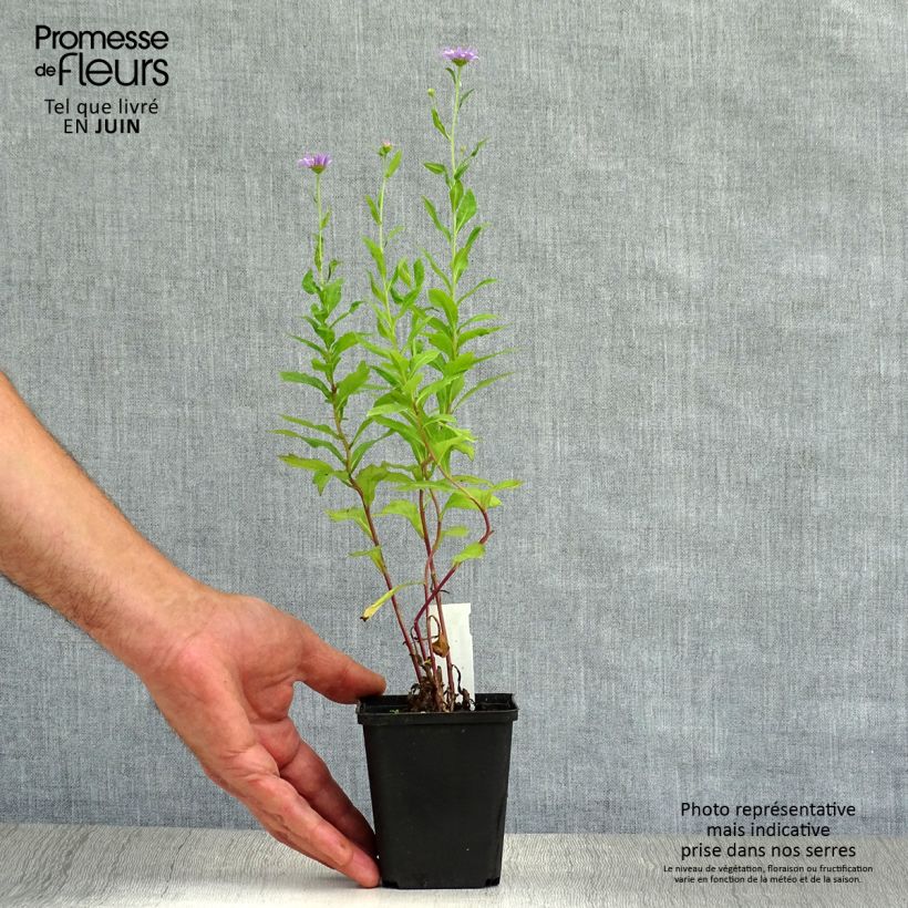 Ejemplar de Kalimeris mongolica Antonia - Aster japonés Maceta de 8/9 cm entregado en verano