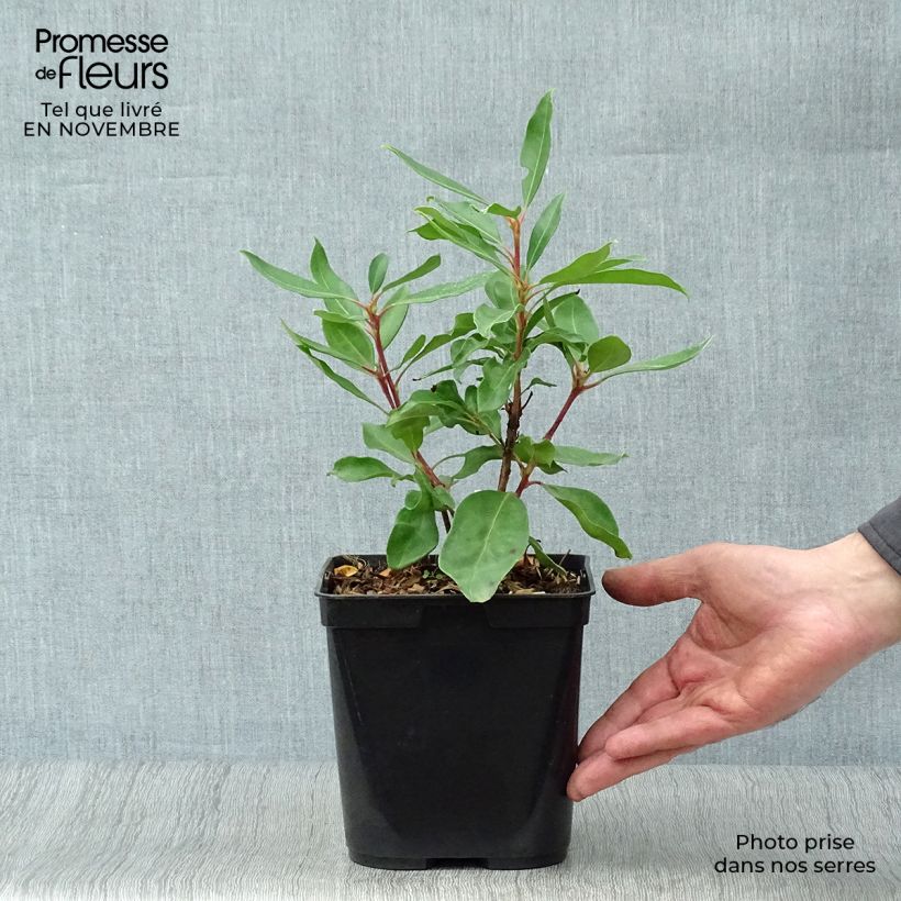 Ejemplar de Kalmia latifolia Ewa Maceta 3L/4L entregado en otoño