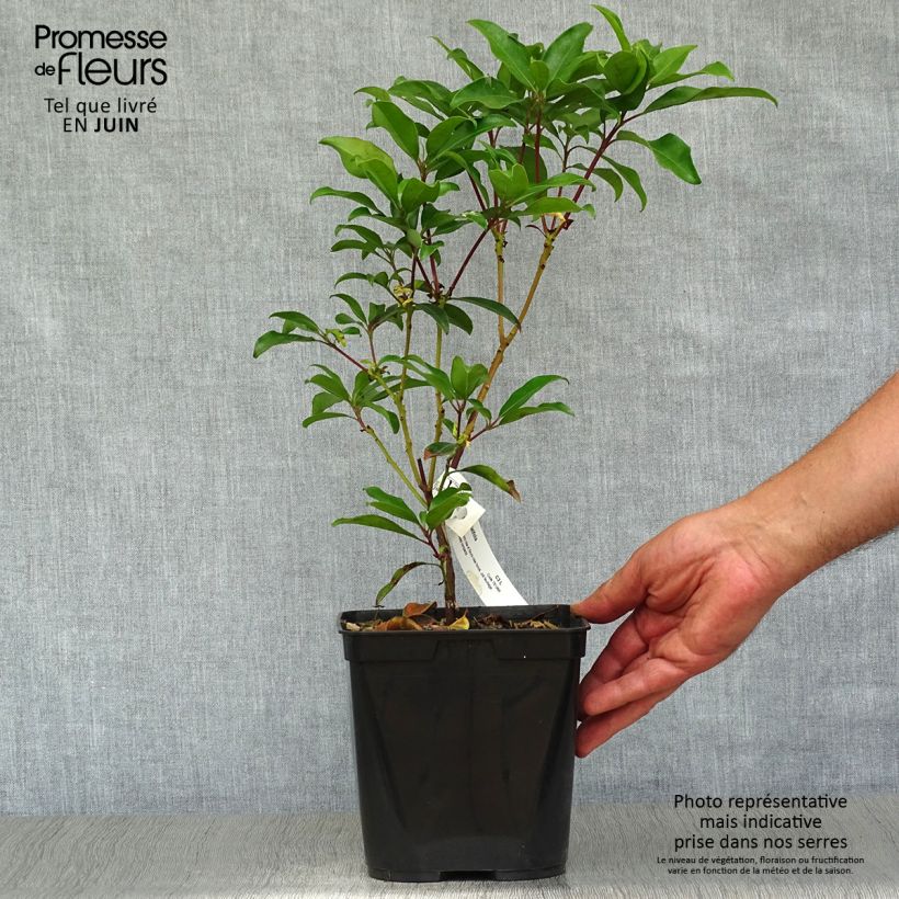Ejemplar de Kalmia latifolia Ewa - Laurier des montagnes rose pâle veiné de pourpre Pot de 3L/4L entregado en verano