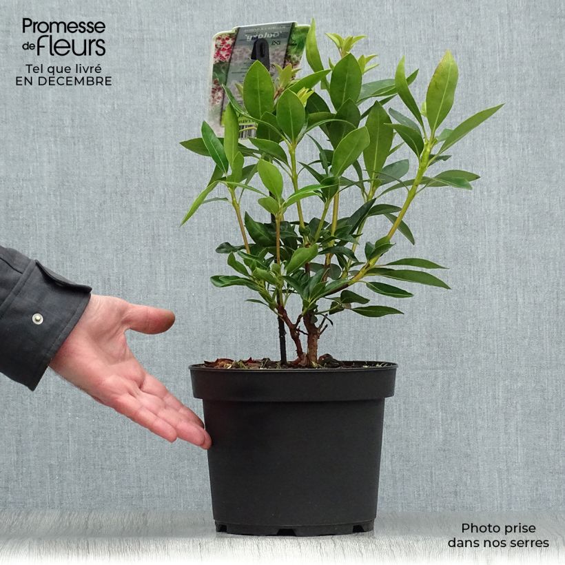 Kalmia latifolia Galaxy Maceta 4L/5L Ejemplar entregado en invierno