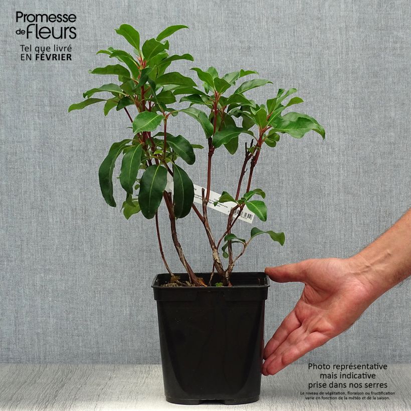 Ejemplar de Kalmia latifolia Keepsake Maceta 2L/3L entregado en otoño