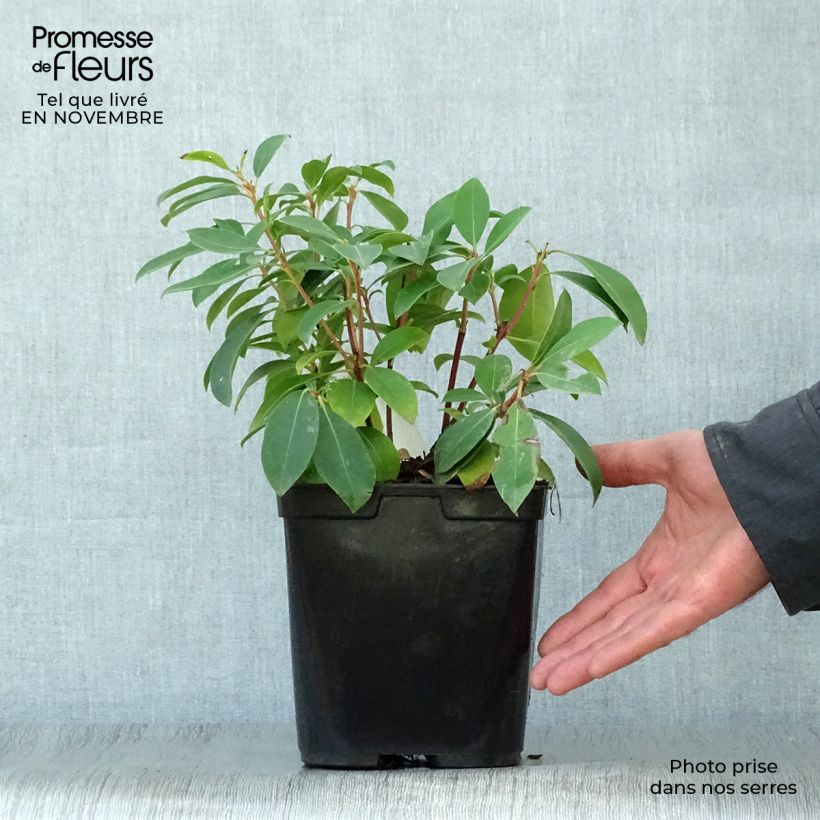 Ejemplar de Kalmia latifolia Latchmin Maceta 4L/5L entregado en otoño