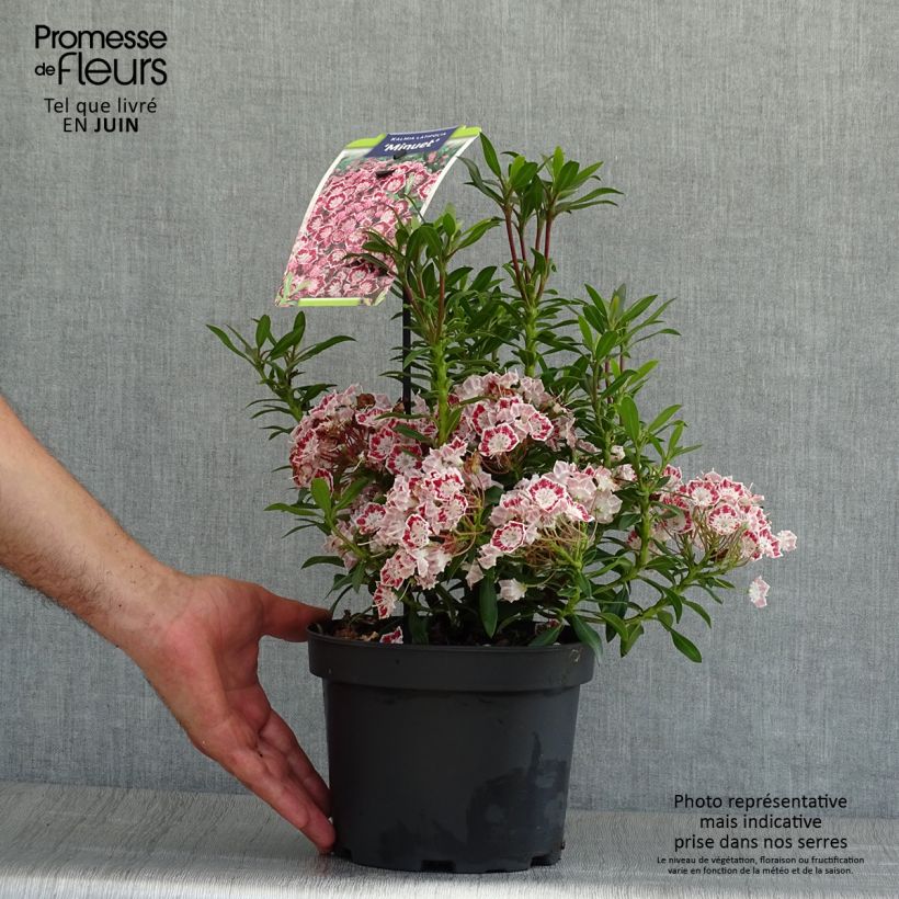 Ejemplar de Kalmia latifolia Minuet Maceta 2L/3L entregado en verano