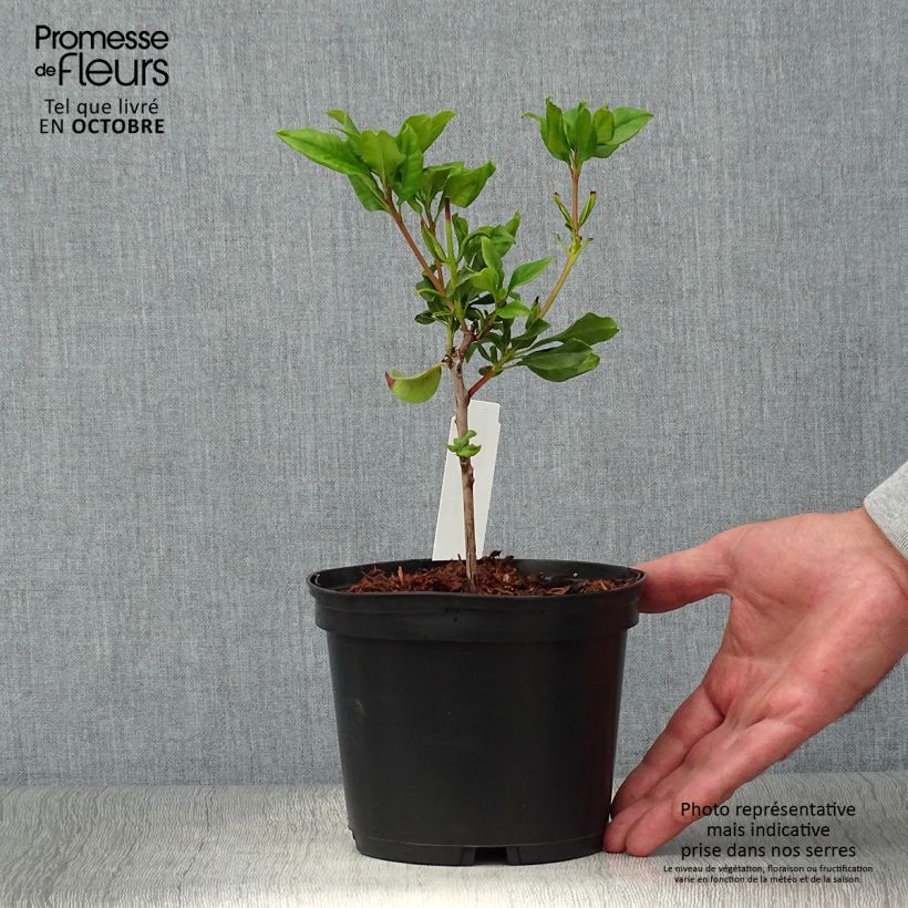 Ejemplar de Kalmia latifolia Otsbo Red Maceta 2L/3L entregado en otoño