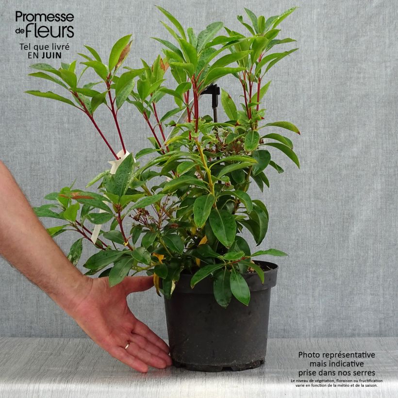 Ejemplar de Kalmia latifolia Peppermint Maceta 3L/4L entregado en verano