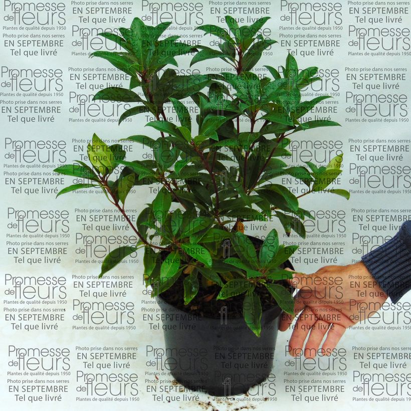 Ejemplo de ejemplar de Kalmia latifolia Pink Charm - Laurier des montagnes rose foncé Pot de 4L/5L tal y como se entrega
