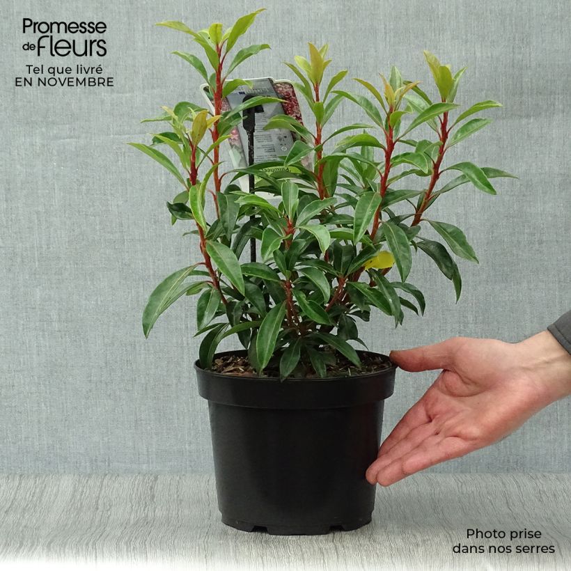 Ejemplar de Kalmia latifolia Pinwheel Maceta 3L/4L entregado en otoño