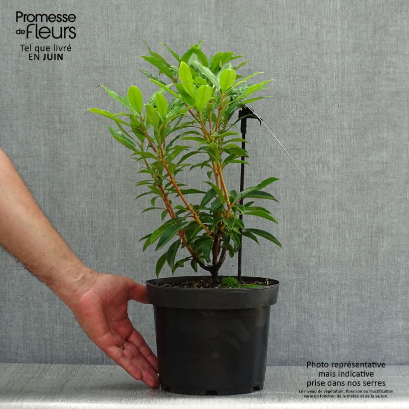 Ejemplar de Kalmia latifolia Pinwheel - Laurier des montagnes  Pot de 3L/4L entregado en verano