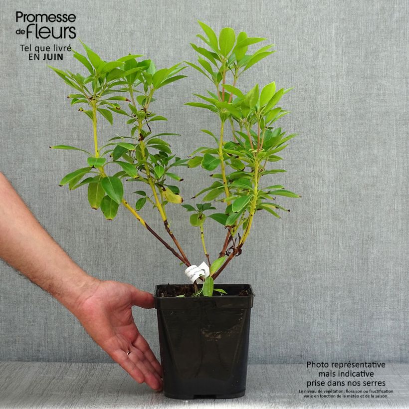 Ejemplar de Kalmia latifolia Tad Maceta 3L/4L entregado en verano