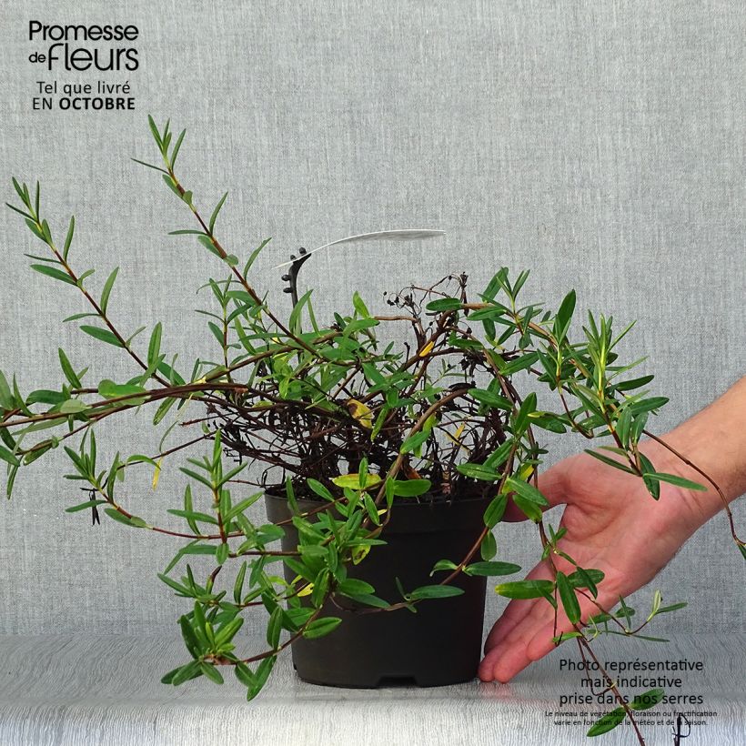 Ejemplar de Kalmia polifolia - Laurel de pantano Maceta 2L/3L entregado en otoño
