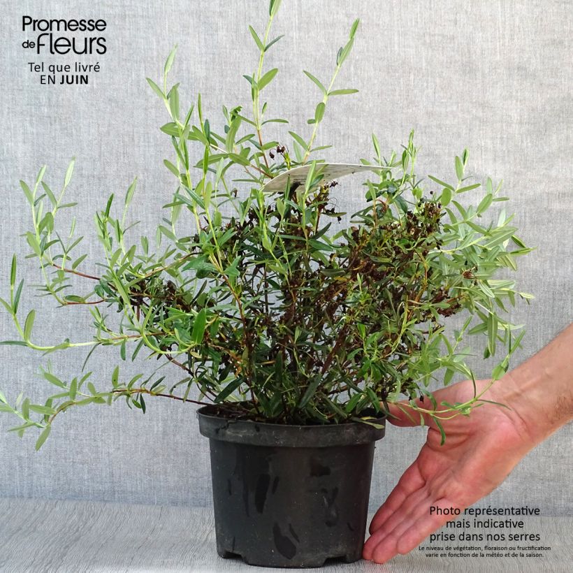 Ejemplar de Kalmia polifolia - Laurel de pantano Maceta 2L/3LAltura de entrega aprox. 10/20cm entregado en verano