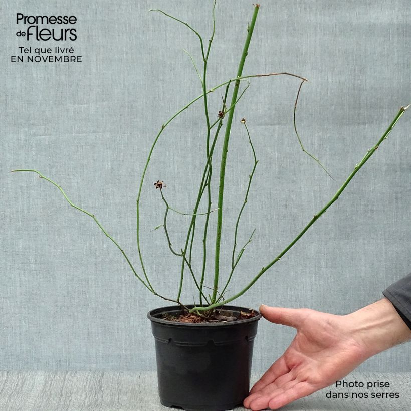 Ejemplar de Kerria japonica Pleniflora Maceta 2L/3L entregado en otoño