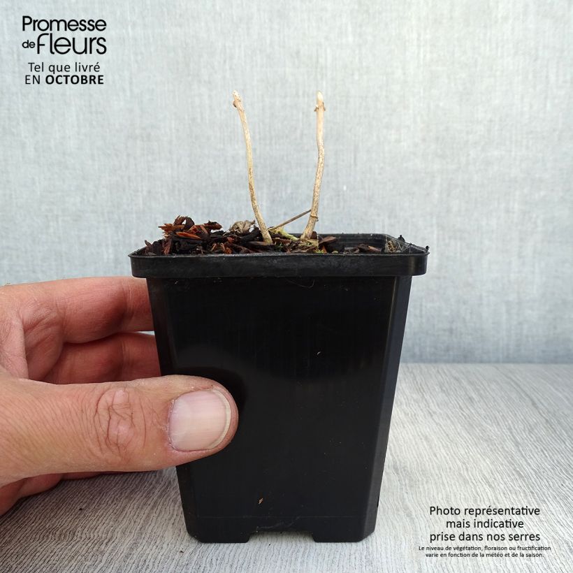 Ejemplar de Kirengeshoma palmata Maceta de 8/9 cm entregado en otoño