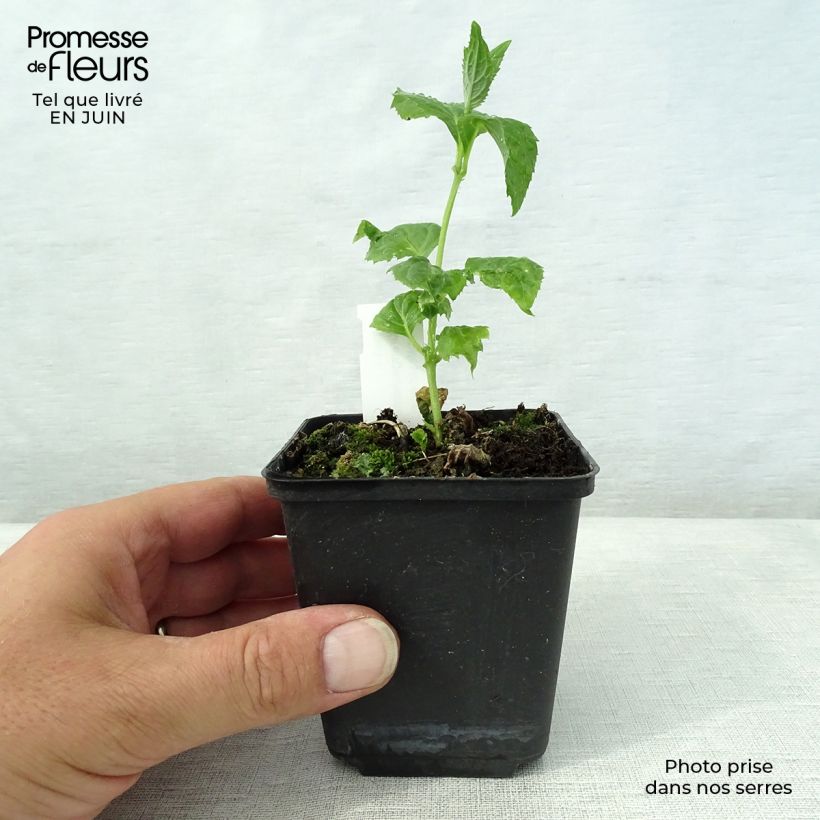 Ejemplar de Kirengeshoma palmata en godet de 9 cm entregado en verano