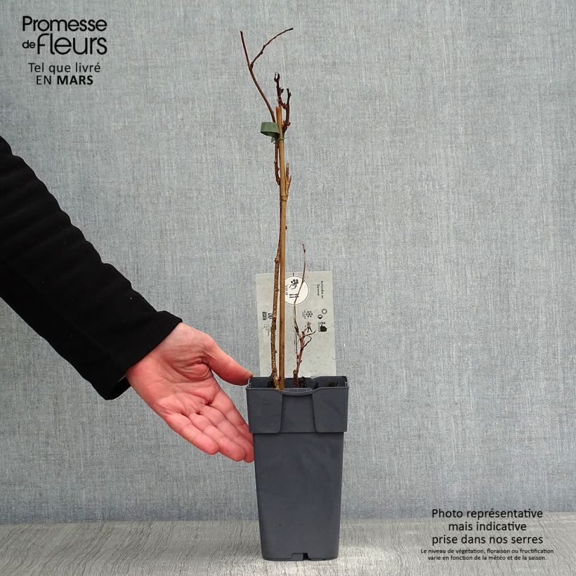 Mini kiwi Ambrosia (Hembra) - Actinidia arguta Maceta 1,5L/2L Ejemplar entregado en invierno