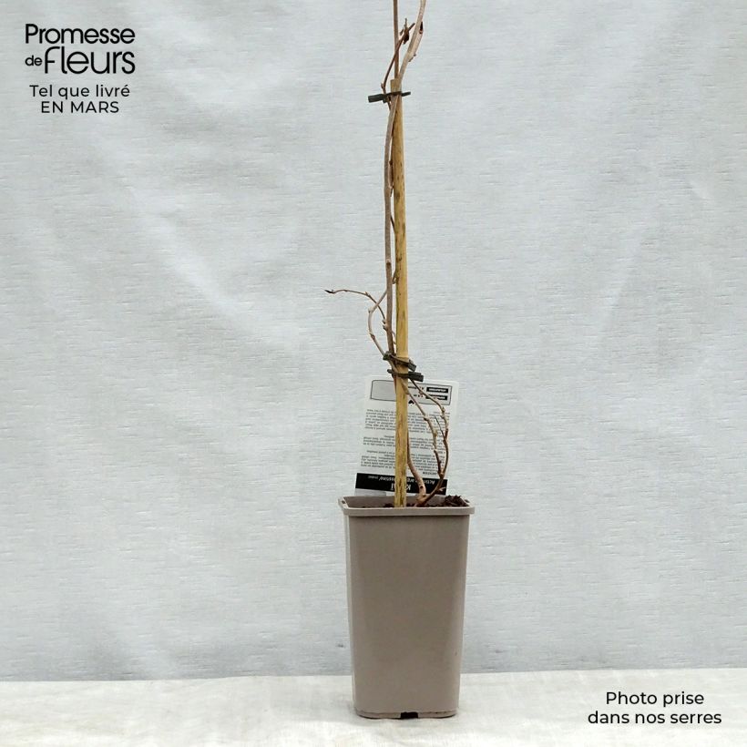 Mini kiwi Nostino - Actinidia arguta Maceta 1L/1,5L Ejemplar entregado en la primavera