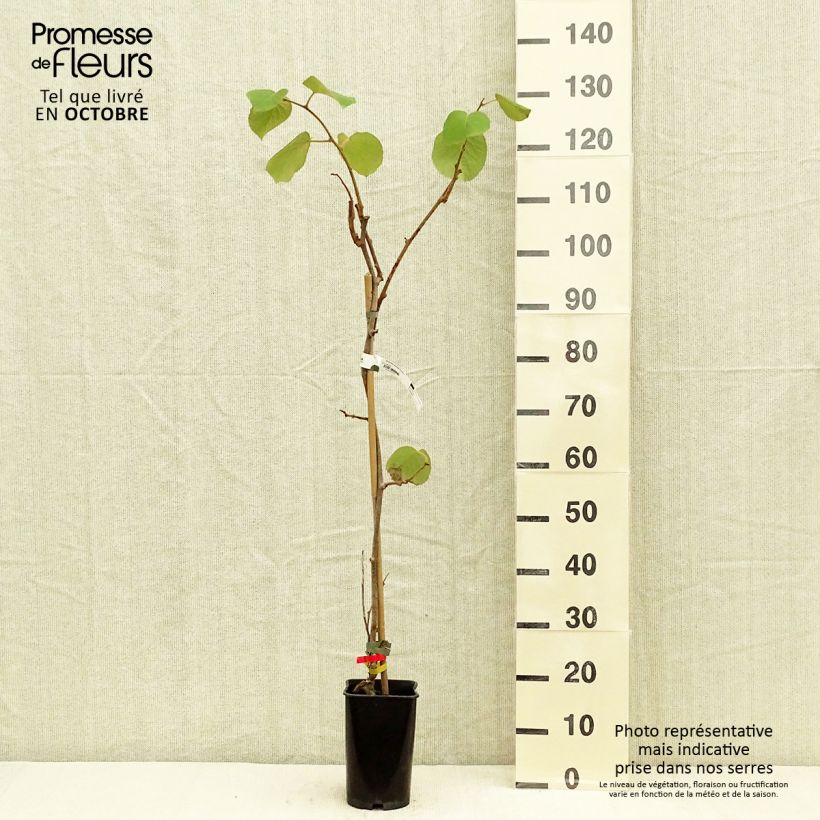 Ejemplar de Kiwi Kiwidoo (Hembra) - Actinidia deliciosa Maceta 2L/3L entregado en otoño