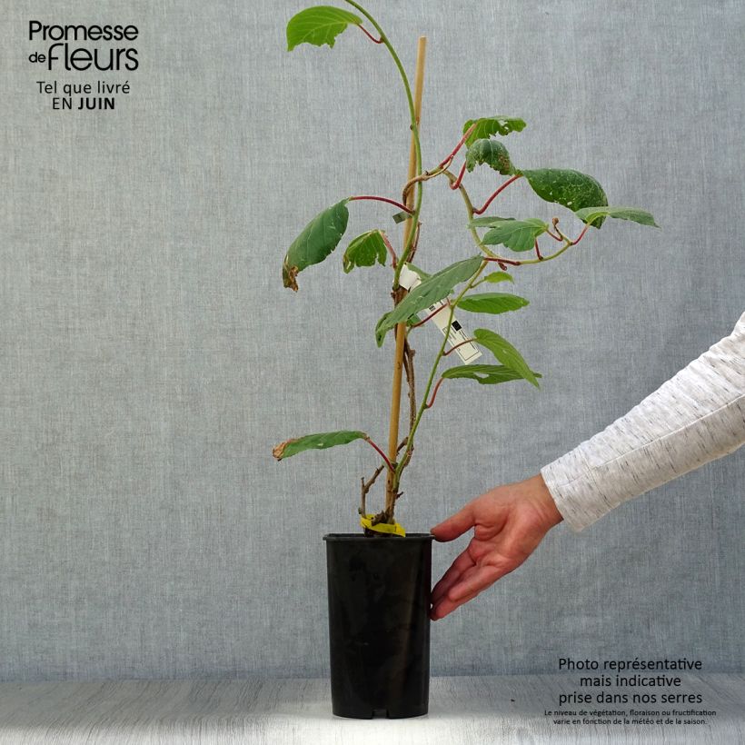 Ejemplar de Kiwi Kiwidoo (Hembra) - Actinidia deliciosa Maceta 2L/3LAltura de entrega aprox. 60/70cm entregado en verano