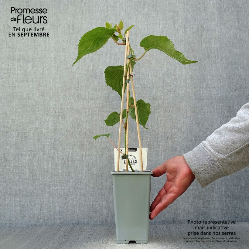 Ejemplar de Kiwi Atlas - Actinidia deliciosa Maceta 1,5L/2L entregado en otoño