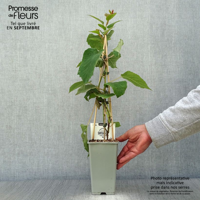 Ejemplar de Kiwi Hayward - Actinidia deliciosa Maceta 1,5L/2L entregado en otoño