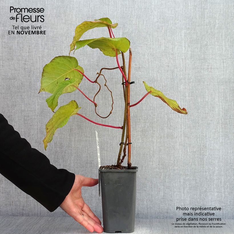 Ejemplar de Kiwi Hayward Bio - Actinidia deliciosa Maceta 1,5L/2L entregado en otoño