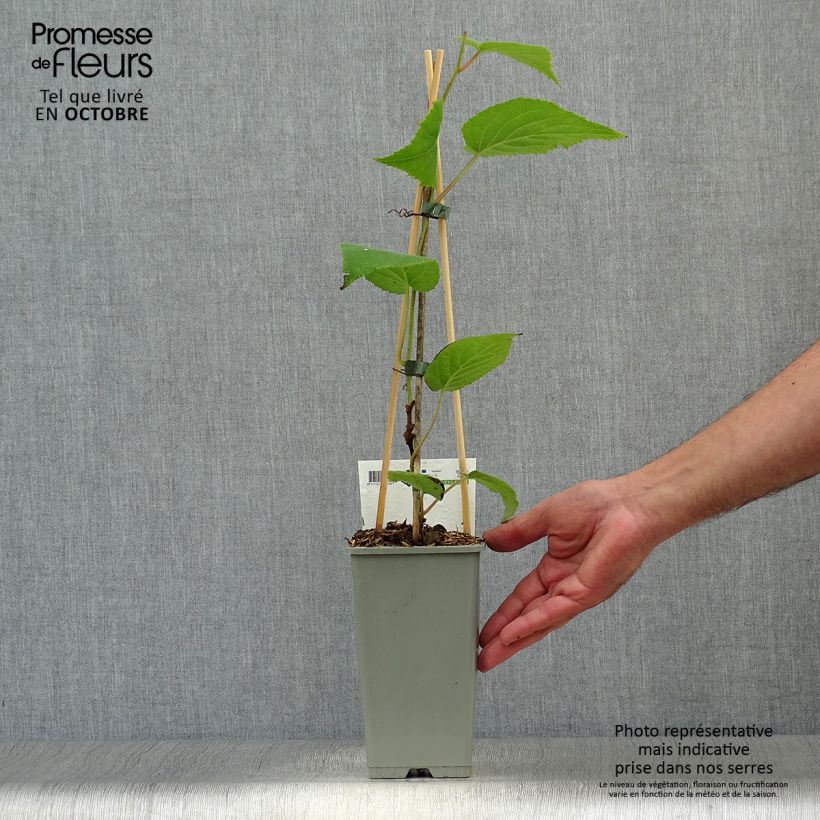 Ejemplar de Kiwi Jenny - Actinidia deliciosa Maceta 1,5L/2L entregado en otoño