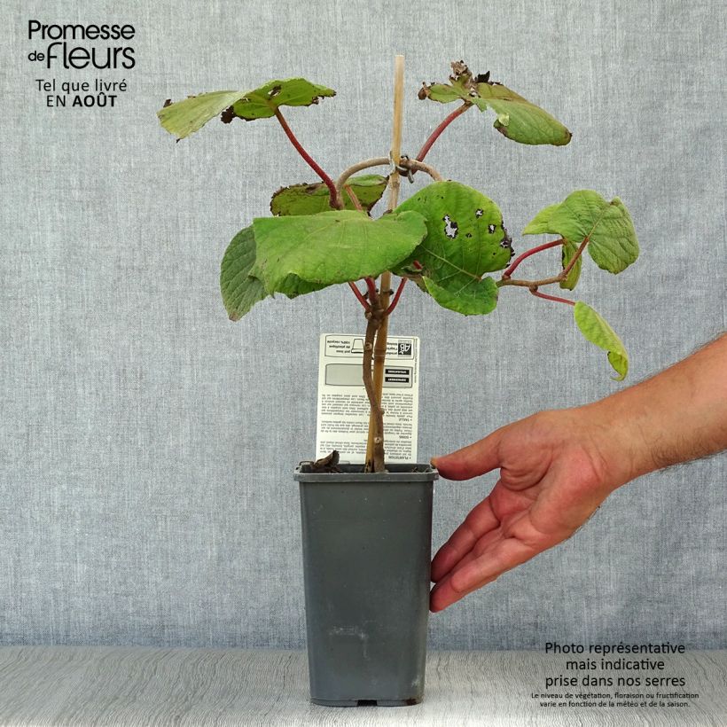 Ejemplar de Kiwi Jenny Bio - Actinidia deliciosa Maceta 1,5L/2L entregado en verano