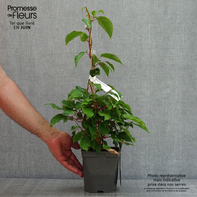 Ejemplar de Mini kiwi Prince Jumbo - Actinidia arguta Maceta 1,5L/2LAltura de entrega aprox. 30/40cm entregado en verano