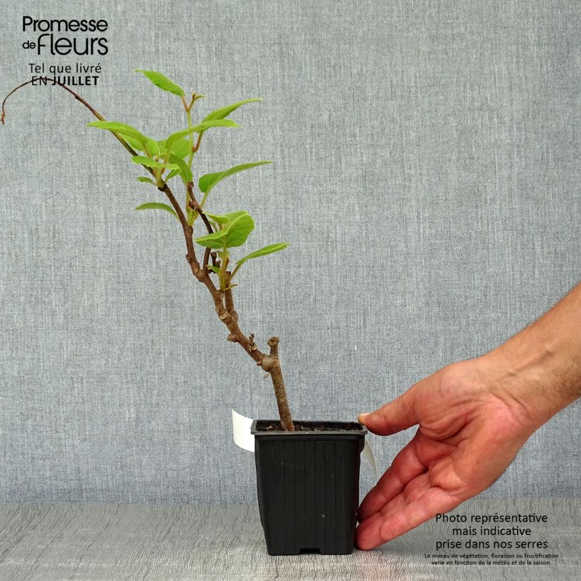 Ejemplar de Kiwi Solissimo - Actinidia chinensis Maceta de 8/9 cmAltura de entrega aprox. 10/15cm entregado en verano