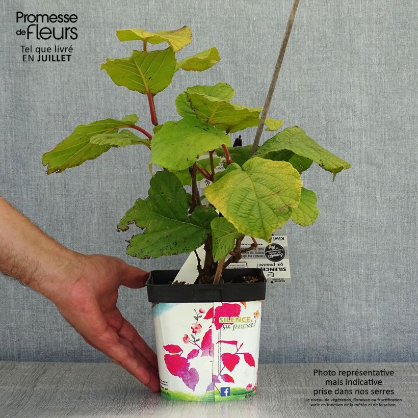 Ejemplar de Kiwi Solissimo - Actinidia chinensis Maceta 1L/1,5LAltura de entrega aprox. 30/40cm entregado en verano