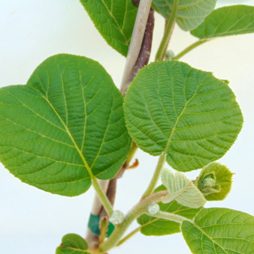 Kiwi Solissimo Bio - Actinidia chinensis (Follaje)