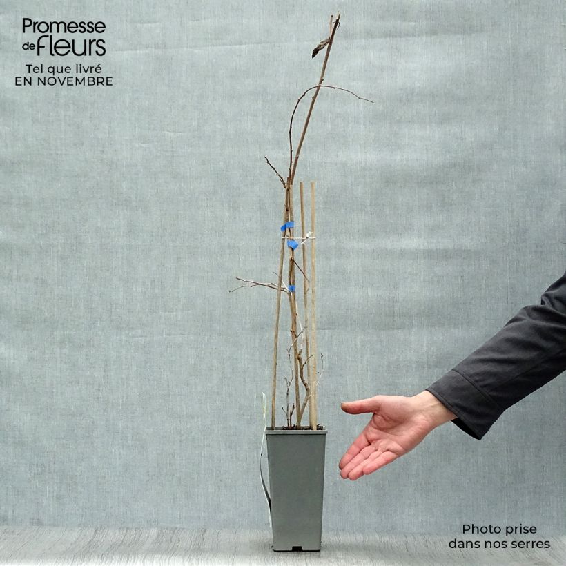 Ejemplar de Mini kiwi Geneva (Hembra) - Actinidia arguta Maceta 1,5L/2L entregado en otoño