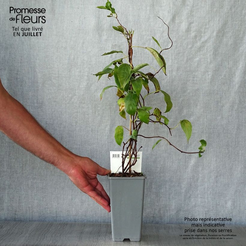 Ejemplar de Mini kiwi Issai - Actinidia arguta Maceta 1,5L/2LAltura de entrega aprox. 30/40cm entregado en verano