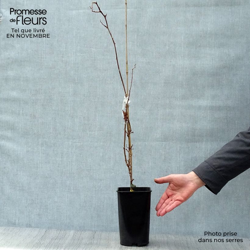Ejemplar de Mini kiwi Kokuwa - Actinidia arguta Maceta 2L/3L entregado en otoño