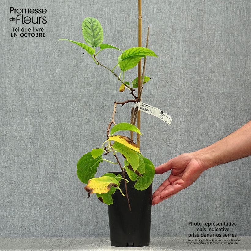 Ejemplar de Mini kiwi Vitikiwi - Actinidia arguta Maceta 2L/3L entregado en otoño