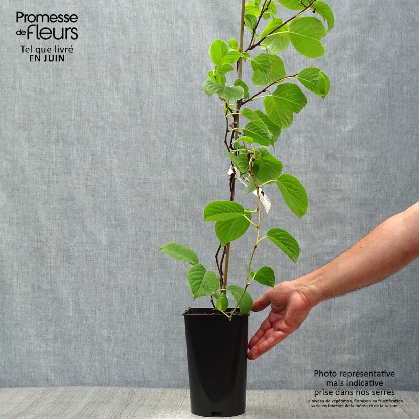 Ejemplar de Mini kiwi Vitikiwi - Actinidia arguta Maceta 2L/3LAltura de entrega aprox. 60/70cm entregado en verano